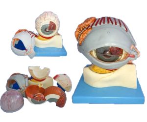 مولاژ چشم بزرگ با نمایش پلک و استخوان زیر چشم