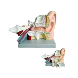 مولاژ گوش (سه تیکه)